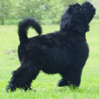 Fekete orosz terrier kölyökkutyák.
