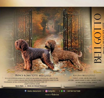 Lagotto Romagnolo kölykök