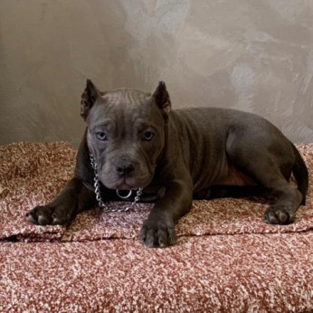 American Bully Exotic Micro kölykök