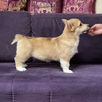 Walesi Corgi Pembroke kölykök