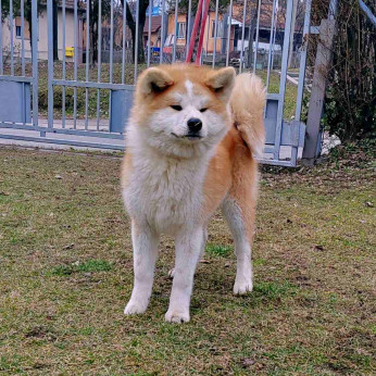 Japán Akita Inu kiskutyák