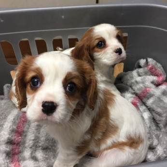 Gyönyörű Cavalier King Charles spániel kölykök eladók