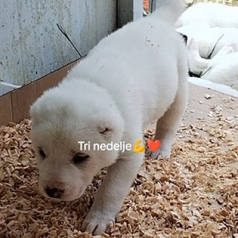 Gyönyörű fajtatiszta közép-ázsiai juhászkutya kölykök - Alabai