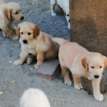 Golden retriever kiskutyák
