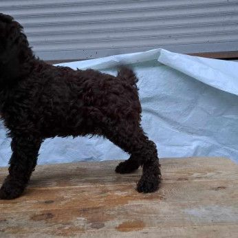 Lagotto Romagnolo kölykök