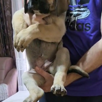 Bandog kölykök eladók