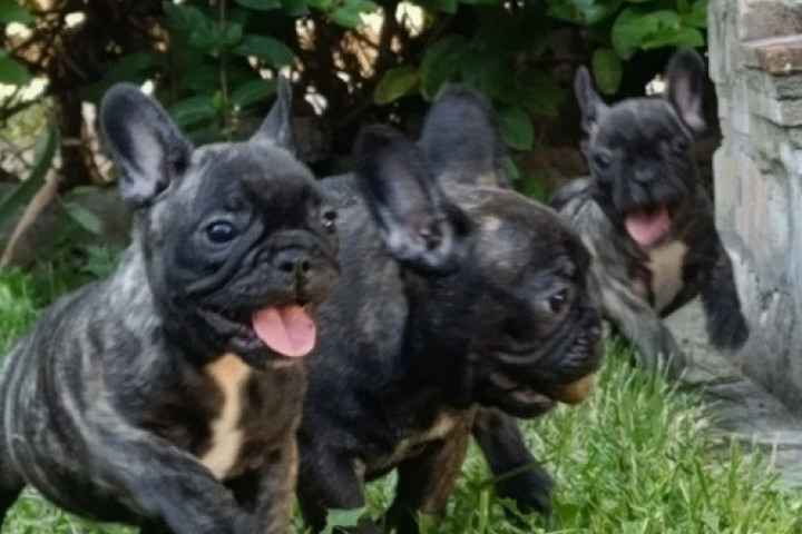 Francia bulldog