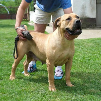 Boerboel (dél-afrikai masztiff) kölykök