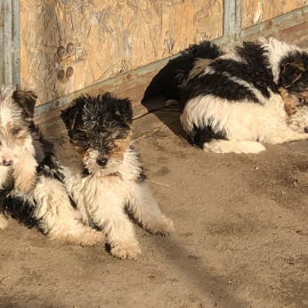 Drótszőrű foxterrier