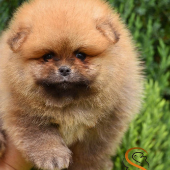 Pomerániai Boo kölykök
