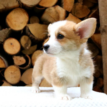 Walesi corgi kölykök