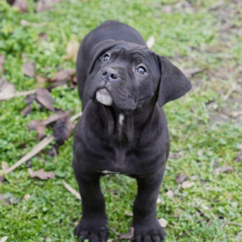 Cane Corso kölykök