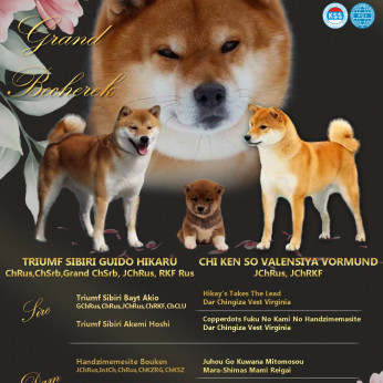 Shiba inu kölykök