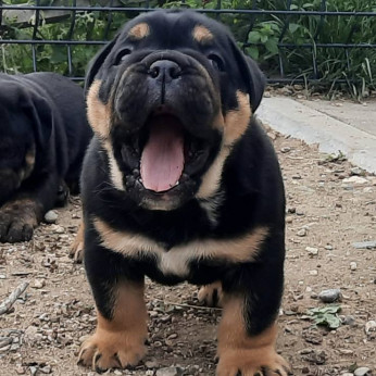 Angol bulldog kölyökkutya