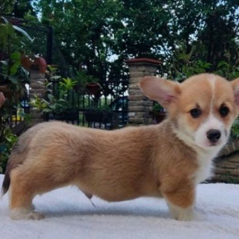 Walesi corgi pembroke kölykök