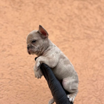 Egzotikus Francia Bulldog Balkán – KIVÁLÓ minőségű kölykök