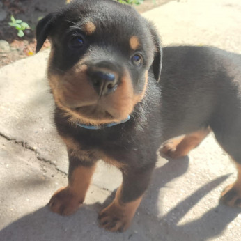 Minőségi Rottweiler kiskutyák szerető családba költöznének