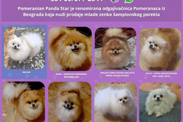 Pomerániai törpespicc tenyésztő fiatal szuka kutyákat kínál eladásra