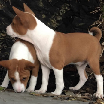 Basenji kölykök