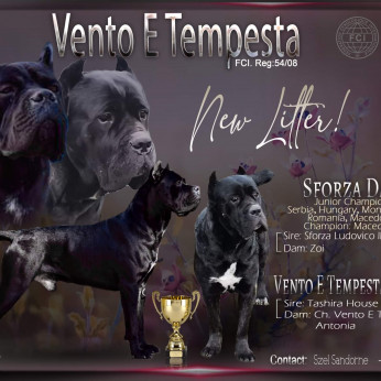 Cane Corso kölyök eladó
