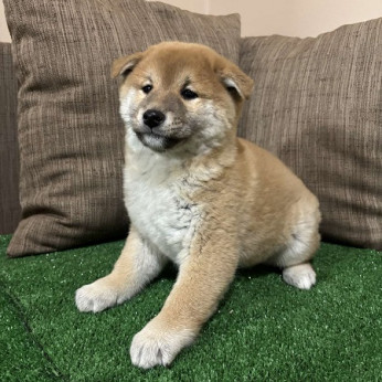 Champion származású Shiba inu kölykök