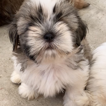 Shih-tzu FCI