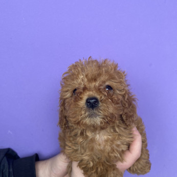Toy Uszkár (Poodle)