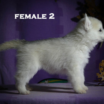 Szibériai husky kölykök
