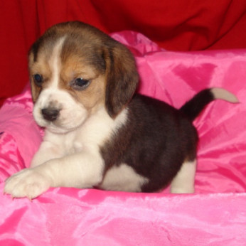 Gyönyörű tricolor- bicolor színű beagle kislány és kisfiú keresi új szerető családját!
