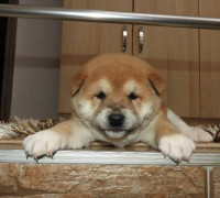 Shiba Inu, TOP kölykök