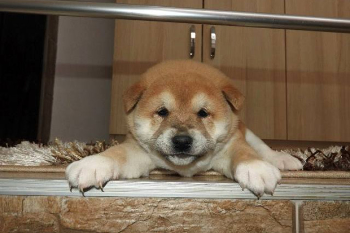 Shiba Inu, TOP kölykök