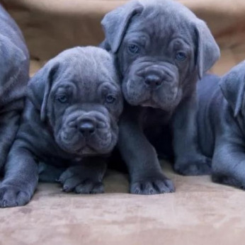 Cane Corso kiskutyák AJÁNLÁS