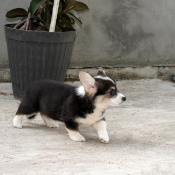 Pembroke walesi corgi TOP kölykök