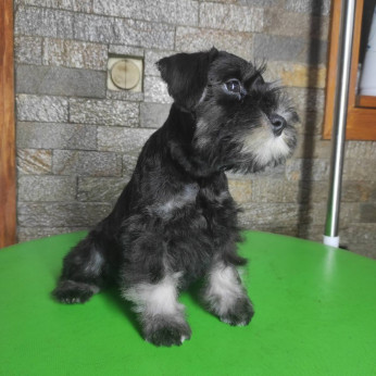 Miniatűr schnauzer GYÖNYÖRŰ kutyusok