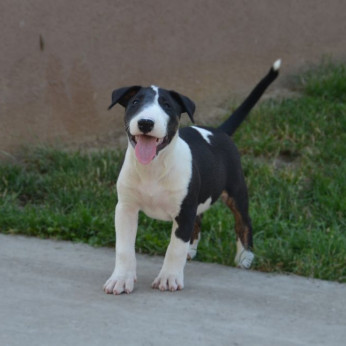 Bullterrier