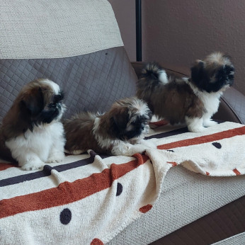 Shih-tzu babák Eladók!