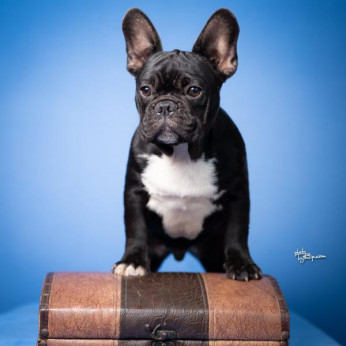 Francia bulldog kölykök