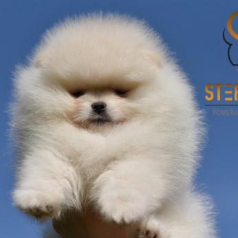 Pomeranian Boo kölykök
