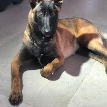 Belga malinois kölykök