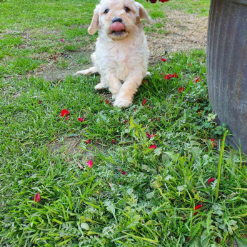 Goldendoodle kiskutyák eladók