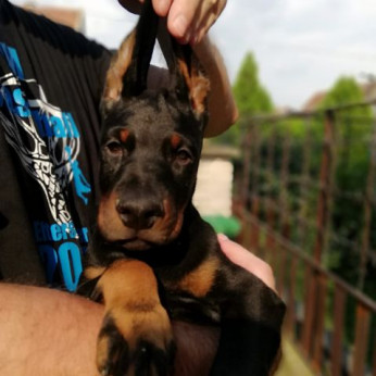 Doberman kiskutyák eladók