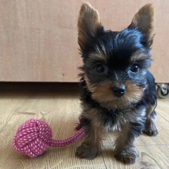 adorable Yorkshire Terrier Puppies in budapest