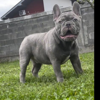 Amerikai pitbull terrier és egzotikus francia bulldog kiskutyák eladók