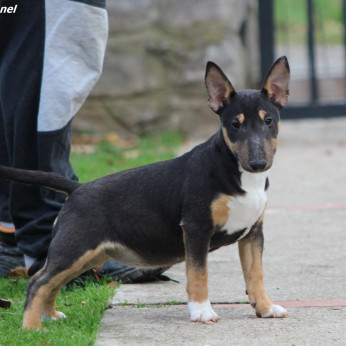Mini Bull Terrier Kiskutyák
