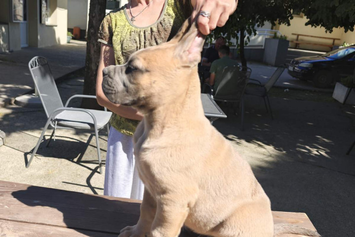 Cane Corso – Formentino kan kölykök eladók