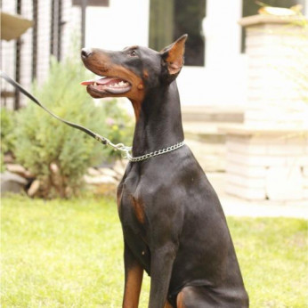 Doberman kiskutyák eladók