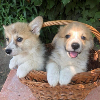 Walesi Corgi Pembroke kölykök