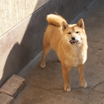 Shiba inu kölykök