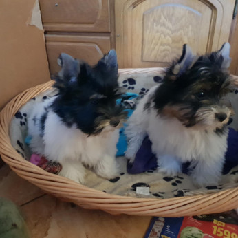 Biewer yorkshire yorki 3,5 hónapos 1 kisfiú és 1 kislány 3 x oltva gazdit keres!