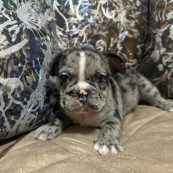 Francia bulldog kölykök